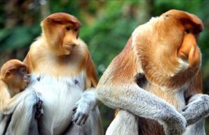 PROBOSCIS MONKEY SABAH TOUR PACKAGE